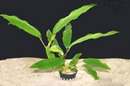 Anubias Minima